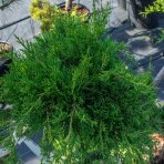 Borievka prostredná (Juniperus x Media) ´PFITZERIANA AUREA´ (-30°C) - 80-110 cm,kont.C18L - BONSAJ
